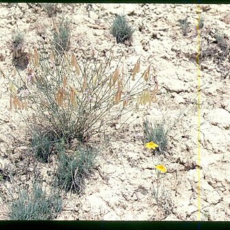 Astragalus cusickii unspecified picture