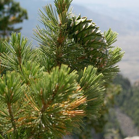 Pinus reflexa unspecified picture