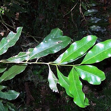 Endiandra compressa unspecified picture