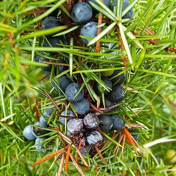 Juniperus communis var. communis unspecified picture