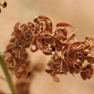 Acacia colei var. ileocarpa unspecified picture