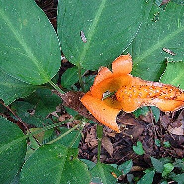 Dieffenbachia aurantiaca unspecified picture