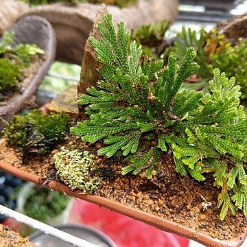 Selaginella sinensis unspecified picture