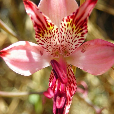 Alstroemeria hookeri unspecified picture