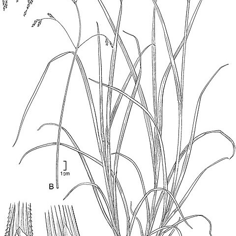 Poa matris-occidentalis unspecified picture