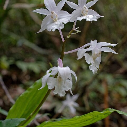 Calanthe arisanensis unspecified picture