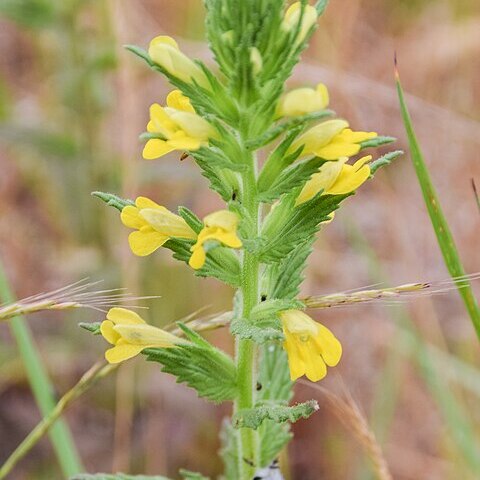 Bellardia viscosa unspecified picture