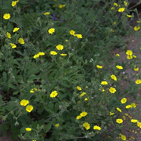 Potentilla detommasii unspecified picture