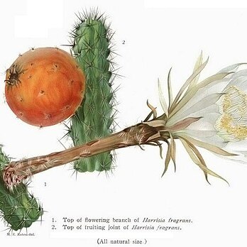 Harrisia fragrans unspecified picture