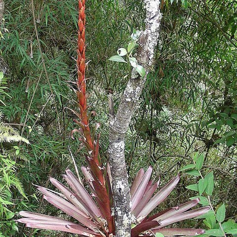 Tillandsia pastensis unspecified picture