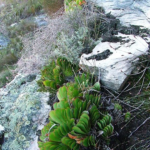 Kumara haemanthifolia unspecified picture