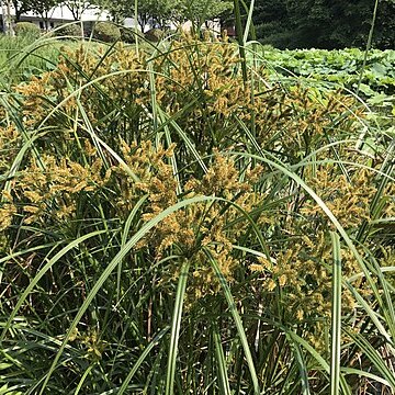 Cyperus ohwii unspecified picture