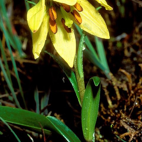 Lilium nanum var. flavidum unspecified picture