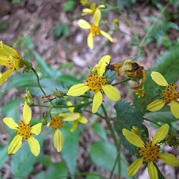 Bidens forbesii unspecified picture