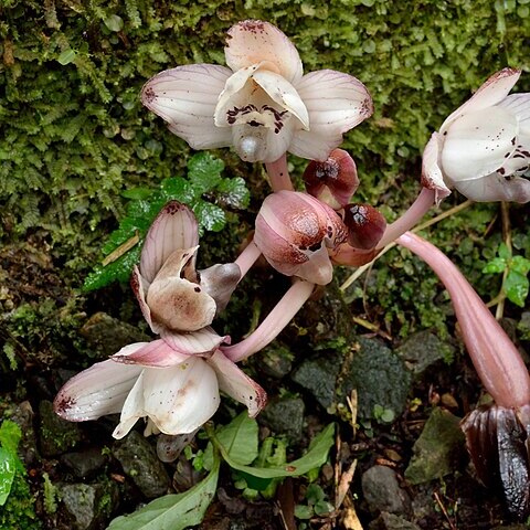 Yoania amagiensis unspecified picture