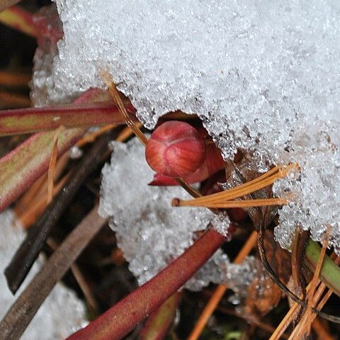 Sarracenia catesbaei unspecified picture