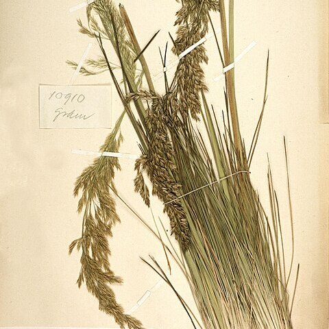 Deschampsia mildbraedii unspecified picture