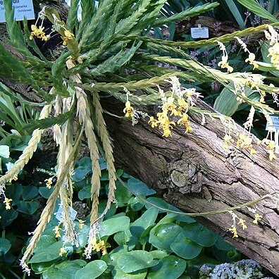 Lockhartia oerstedii unspecified picture