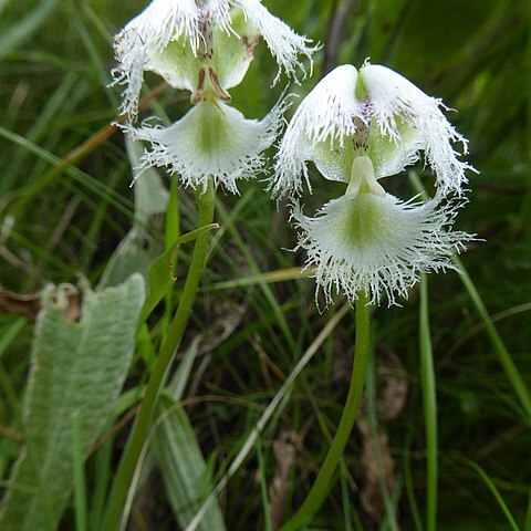 Huttonaea grandiflora unspecified picture