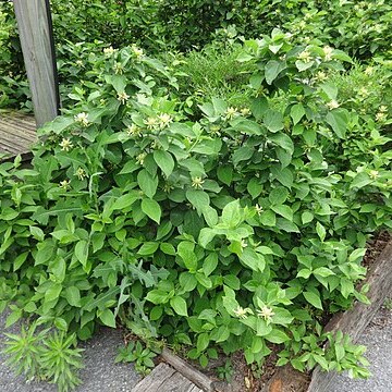 Calycanthus brockianus unspecified picture