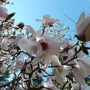 Magnolia sargentiana unspecified picture