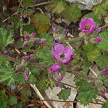 Corynabutilon ceratocarpum unspecified picture