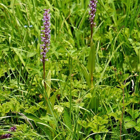 Gymnadenia orchidis unspecified picture