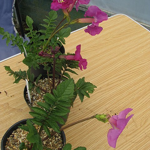 Incarvillea zhongdianensis unspecified picture