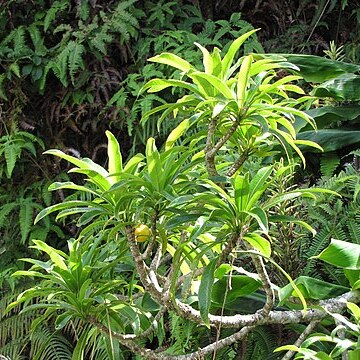 Clermontia arborescens subsp. waihiae unspecified picture