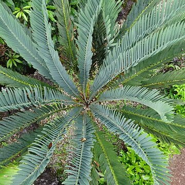 Encephalartos nubimontanus unspecified picture