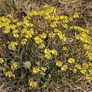 Senecio consanguineus unspecified picture