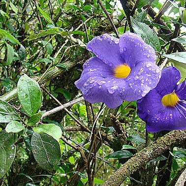 Thunbergia battiscombei unspecified picture