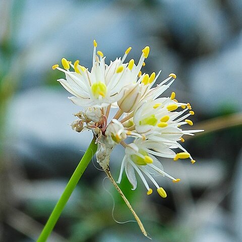 Allium horvatii unspecified picture