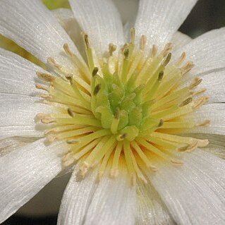 Callianthemum anemonoides unspecified picture