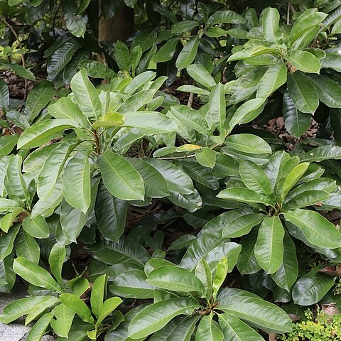 Magnolia lucida unspecified picture