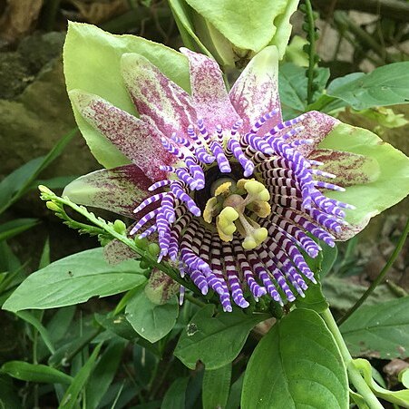 Passiflora triloba unspecified picture