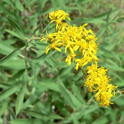 Solidago velutina unspecified picture