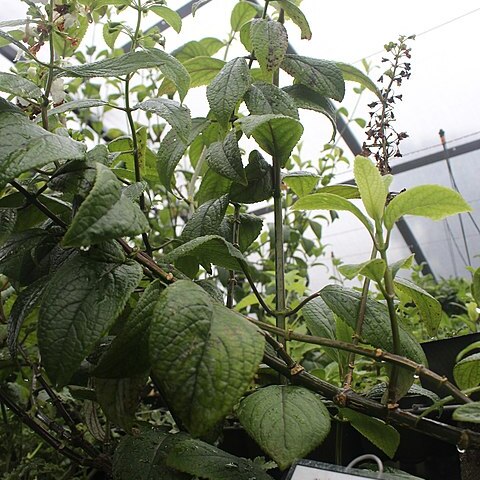 Phyllostegia brevidens unspecified picture