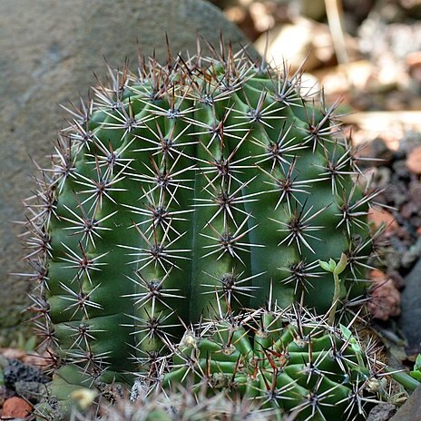 Echinopsis tubiflora unspecified picture