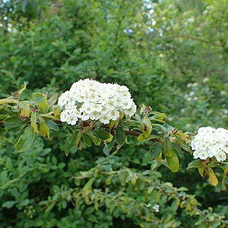 Spiraea henryi unspecified picture