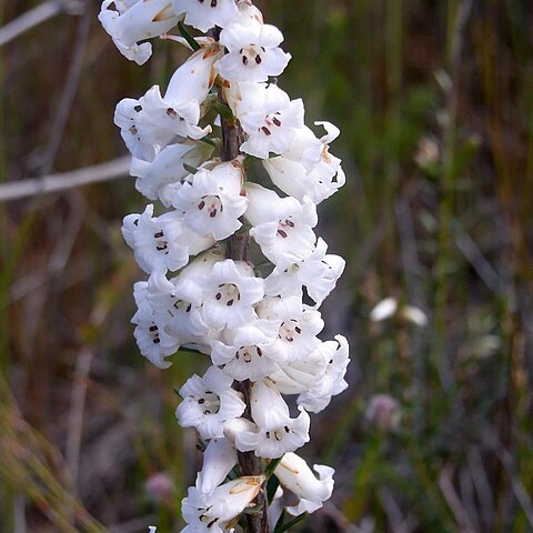 Epacris obtusifolia unspecified picture