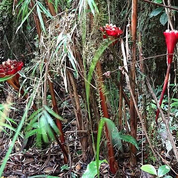 Alpinia abundiflora unspecified picture