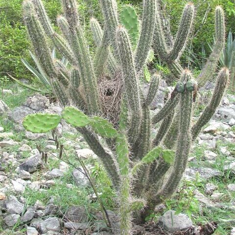 Opuntia inaperta unspecified picture