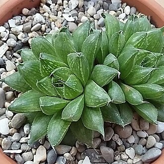 Haworthia marumiana var. batesiana unspecified picture