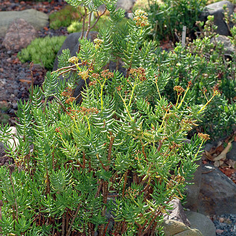 Crassula tetragona unspecified picture