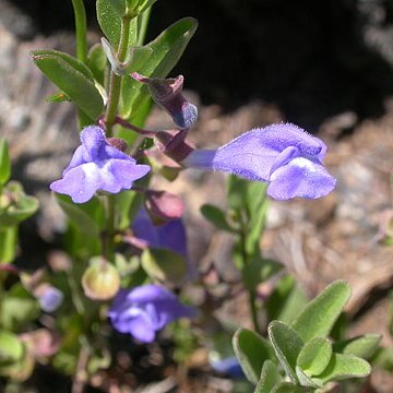 Scutellaria antirrhinoides unspecified picture