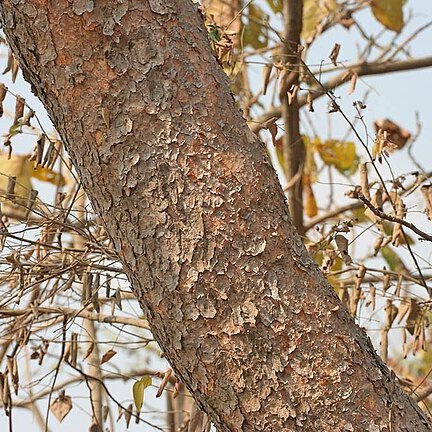 Boswellia serrata unspecified picture