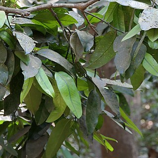 Garcinia talbotii unspecified picture