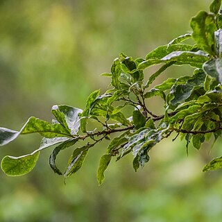 Quercus crispipilis unspecified picture