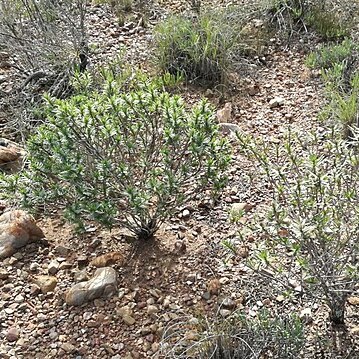 Pteronia fasciculata unspecified picture